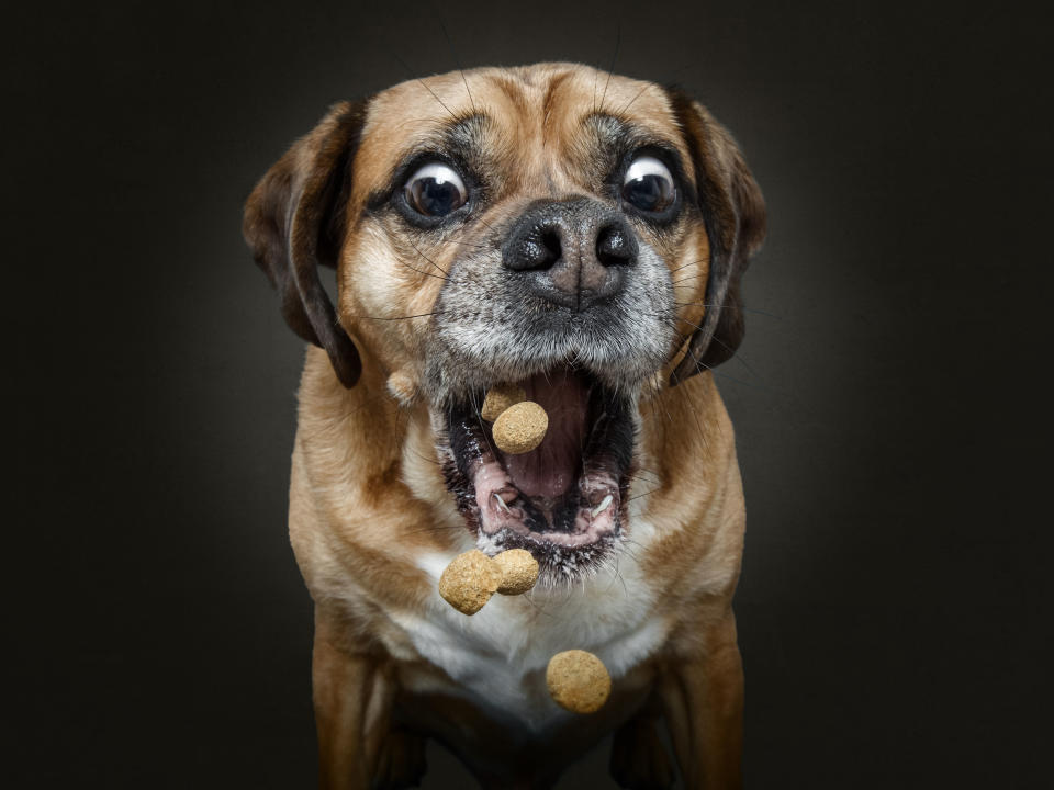 Hilarious photos of dogs trying to catch treats