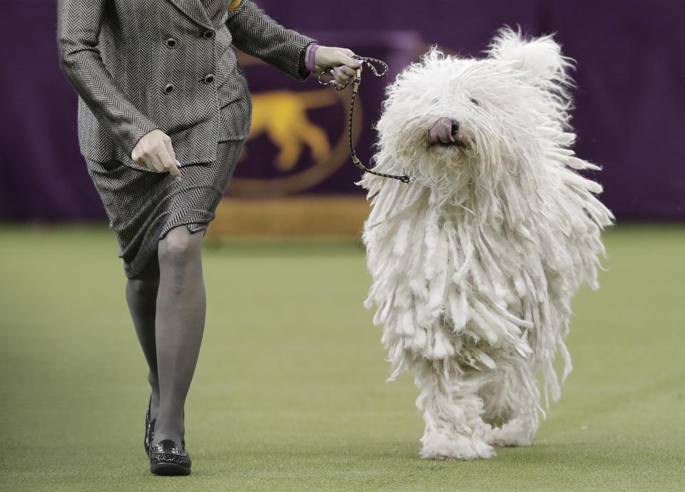 <p>A Komondor struts around the ring during the working group competition at the 141st Westminster Kennel Club Dog Show, Tuesday, Feb. 14, 2017, in New York. (AP Photo/Julie Jacobson) </p>