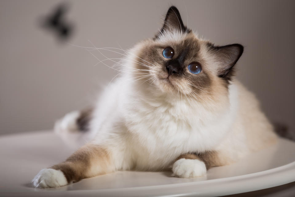 英國最新發布研究指出，伯曼貓（Birman）平均壽命達14.4年，居眾貓之冠。（Getty Images）