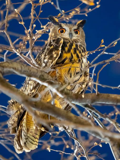 PHOTO: An owl that escaped from the Central Park Zoo, sits in a tree in Pulitzer Plaza outside the Plaza Hotel, in New York City, Jan. 2, 2023. (davidlei/Twitter)