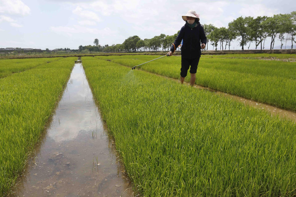 FILE - Farmers manage rice seedlings at the Namsa Co-op Farm of Rangnang District in Pyongyang, North Korea, on May 25, 2021. North Korea has scheduled a major political conference Feb. 2023, to discuss the “urgent task” of improving its agricultural sector, a possible sign that the country’s food insecurity is getting worse as its economic isolation deepens amid a defiant nuclear weapons push. (AP Photo/Cha Song Ho, File)