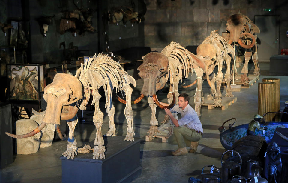 Rupert van der Werff of Summers Place Auctions puts the final touches to the family of four mammoths (Gareth Fuller/PA Images)