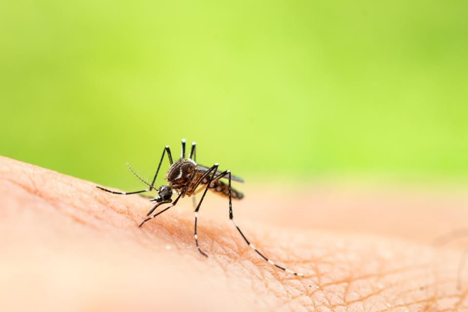 Les Moustiques Tigres Sont De Retour Quelles Maladies Transmettent Ils