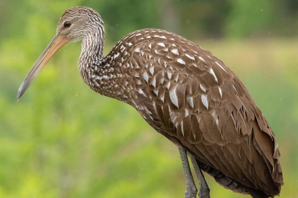 Limpkins are large wading birds known for their shrieking cries. One limpkin was seen hanging around last fall in Great Smoky Mountains National Park’s popular Cades Cove.