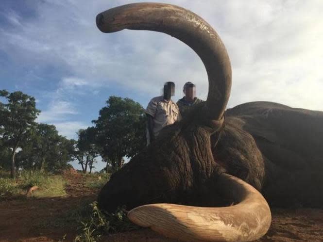 Trophy hunter ‘slaughters second rare large-tusked elephant in Zimbabwe’