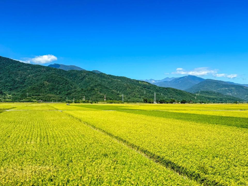 花東縱谷國家風景區管理處在臉書PO文，要民眾把握時間追稻浪。（翻攝自花東縱谷國家風景區管理處臉書）