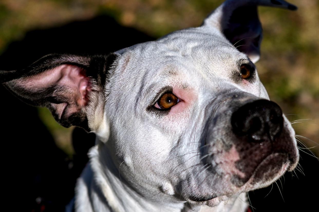 Cindy Ladd's American Staffordshire Terrier mix dog Emi Lu photographed after a walk at Lincoln Brick Park on Tuesday, March 2, 2021, in Grand Ledge. Ladd got Emi Lu on May 2 from the Ingham County Humane Society during the pandemic. Ladd takes Emi Lu on walks often at the park. "I live alone so she's meant an awful lot," said Ladd of her dog. "I think she's made it (the pandemic) livable for me. She's been a god send."