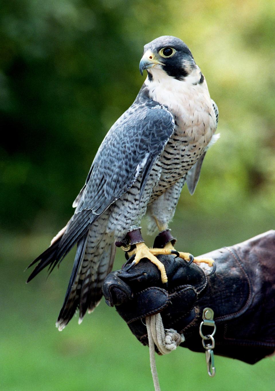 One man's pursuit of falconry was full of bad ideas from the start.