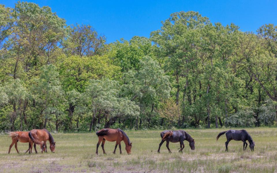 Wild horses are often seen in the Letea forest