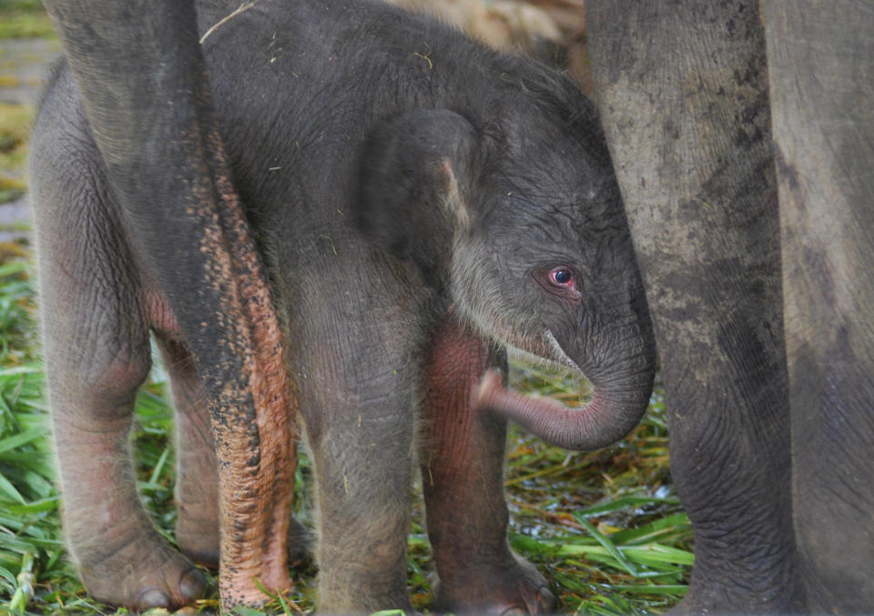 Sumatran elephant