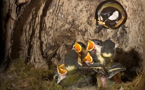 Great Tit (Parus major), parent bird with chicks at nest - Credit: WILDLIFE GmbH/Alamy