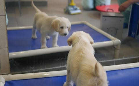 Dogs view their own reflection for the first time at week five  - Credit: Guide Dogs 