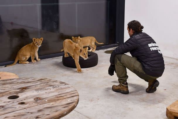 PHOTO: The cubs Taras, Stefania, Lesya and Prada are all between four and five months and have spent the last three weeks at the Poznan Zoo, receiving excellent care and recovering from their 36-hour journey out of Ukraine. (Malgorzata Chodyla/IFAW)