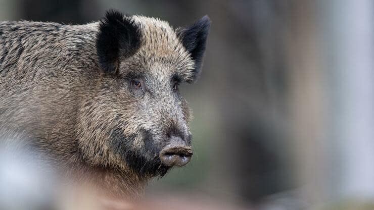 Die Afrikanische Schweinepest ist erstmals in Deutschland nachgewiesen worden. Foto: dpa