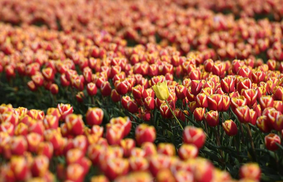 Tulips bloom in a field near King's Lynn in Norfolk (PA)