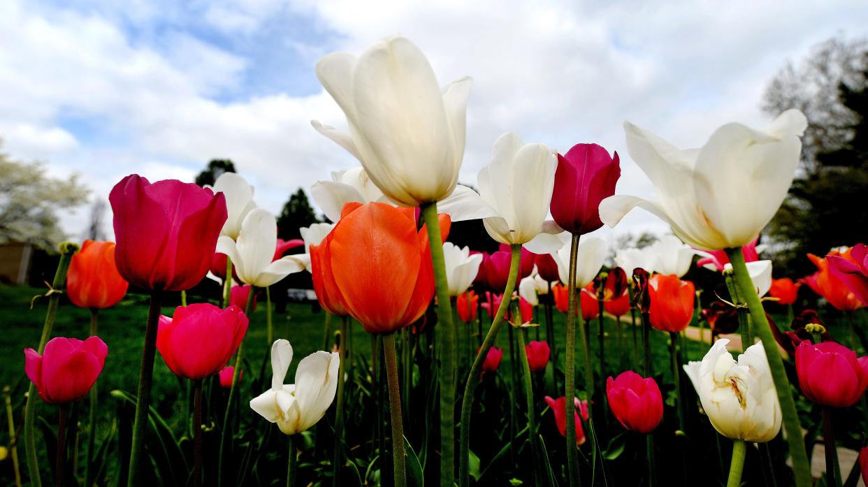 Tulips at the Washington Park Botanical Garden Wednesday May 4, 2022, in Springfield.