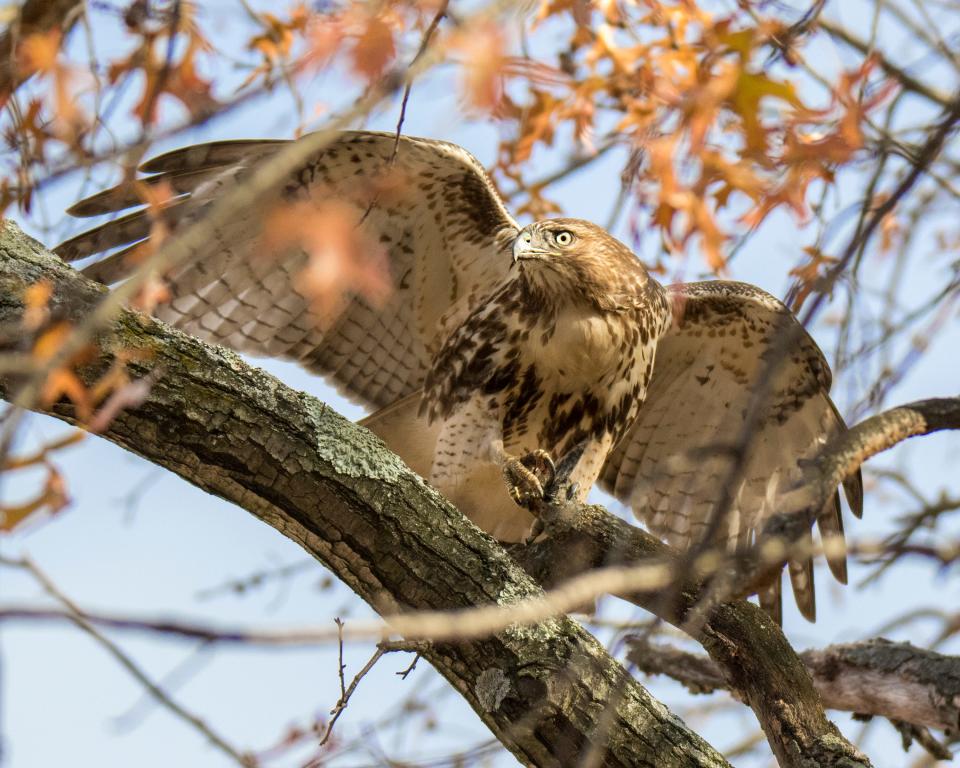 A red-tailed hawk, one of the state's most common birds of prey, is among the featured species at the Audubon Society of Rhode Island's annual Raptor Weekend, Sept. 10 and 11 in Bristol.