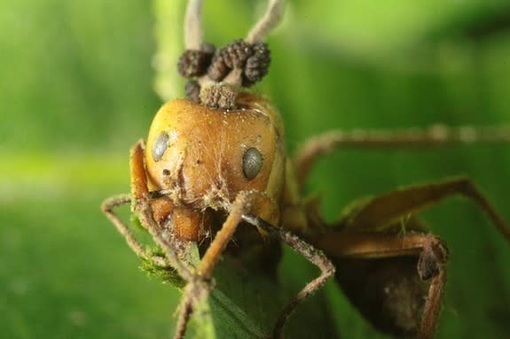 A carpenter ant infected with a brain-controlling parasitic fungus.