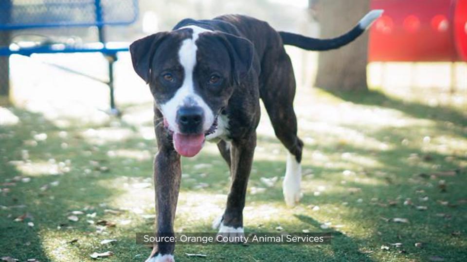 Nicholas, a 3-year-old, 67-pound pup, has called the shelter home for 95 days, making him the shelter’s longest canine resident.