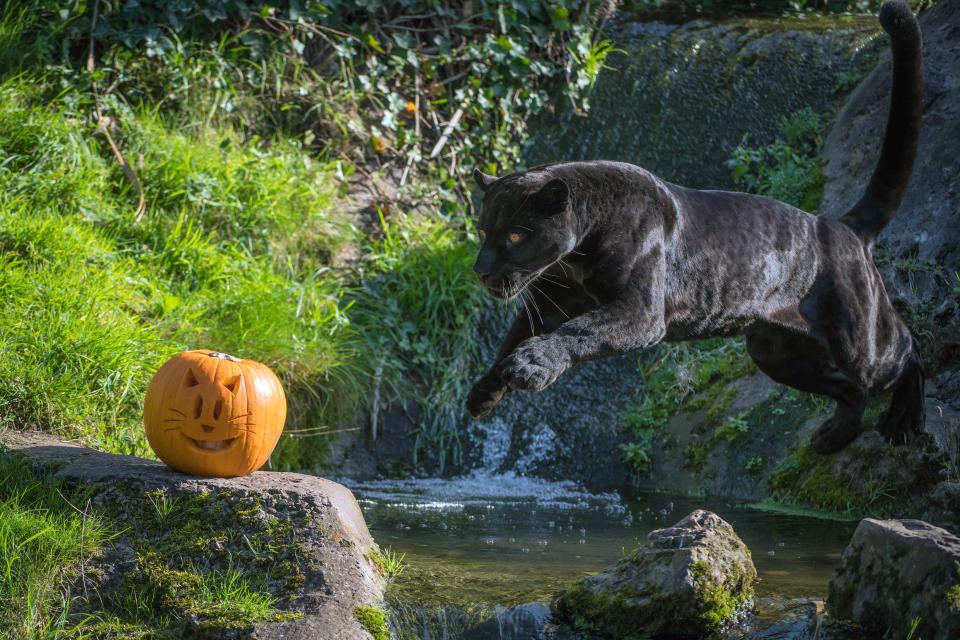 <p>Beautiful black jaguar Goshi goes in pursuit of pumpkins at Chester Zoo in Chester, Britain, on Oct. 17, 2017. (Photo: Chester Zoo/Caters News) </p>