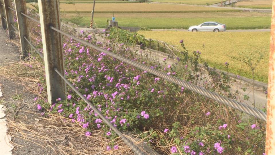 有戀愛感覺！　 「蜘蛛人里長」將河堤打造成馬纓丹花牆