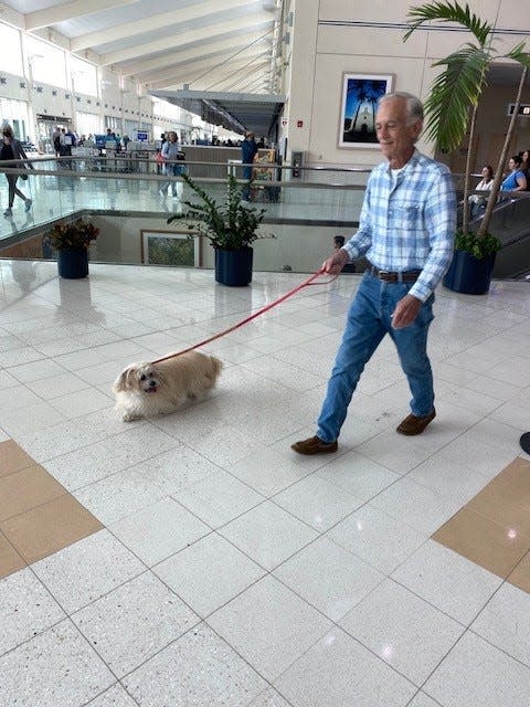 Ella, a Shichon, goes for a walk on March 1, 2024 at Southwest Florida International Airport prior to a flight. Ella and her owners were returning home to Southampton, N.Y. after a stay on Marco Island.