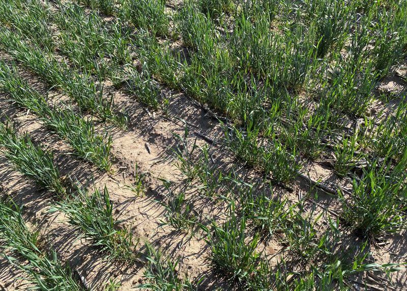 General view of a wheat field that shows signs of damage from drought near Sublette