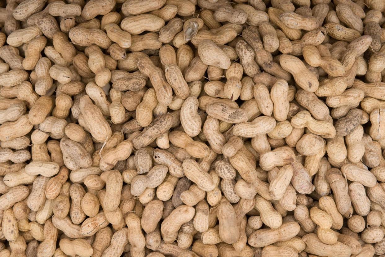 A severe peanut allergy could be beaten by building tolerance, a study has claimed: AFP/Getty Images