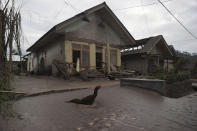 A chicken walks in an area affected by the eruption of Mount Semeru in Lumajang district, East Java province, Monday, Dec. 6, 2021. The highest volcano on Java island spewed thick columns of ash into the sky in a sudden eruption Saturday triggered by heavy rains. Villages and nearby towns were blanketed and several hamlets buried under tons of mud from volcanic debris. (AP Photo/Trisnadi)