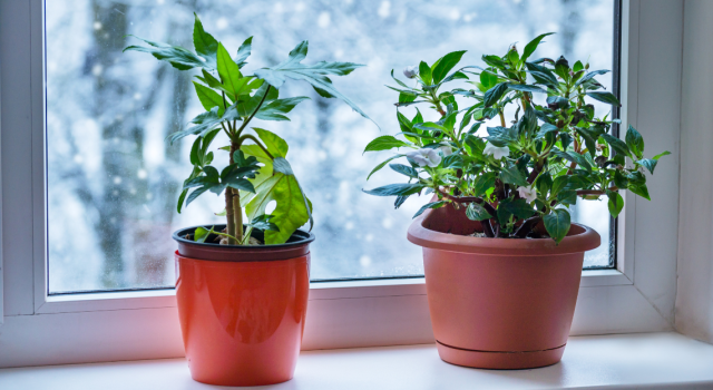 Comment protéger les plantes en pot du gel ?