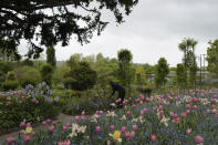 English gardener Claire-Helene Marron works in the garden of Claude Monet's house, French impressionist painter who lived from 1883 to 1926, ahead of the re-opening, in Giverny, west of Paris, Monday May 17, 2021. Lucky visitors who'll be allowed back into Claude Monet's house and gardens for the first time in over six months from Wednesday will be treated to a riot of color, with tulips, peonies, forget-me-nots and an array of other flowers all competing for attention. (AP Photo/Francois Mori)