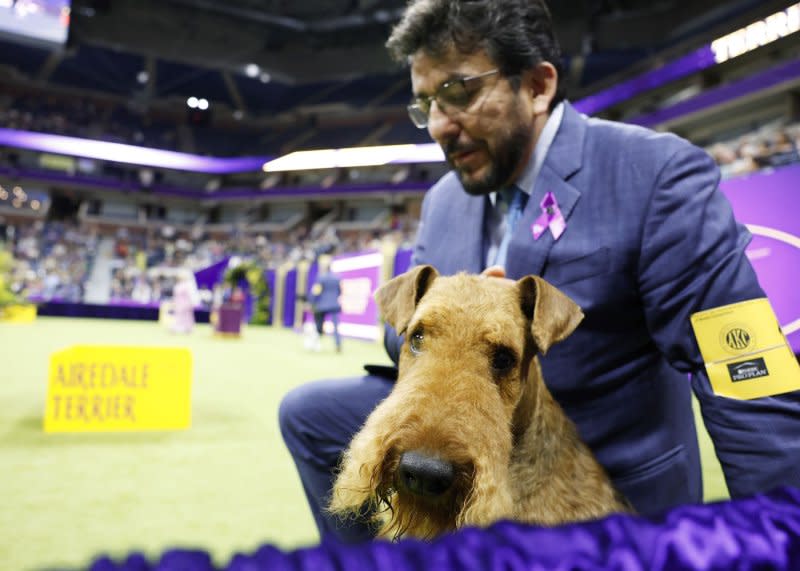 Graham the airedale terrier waits to compete with other dogs in the Terrier Group at the 148th Annual Westminster Kennel Club Dog Show presented by Purina Pro Plan at the USTA Billie Jean King National Tennis Center on Tuesday in New York City. Photo by John Angelillo/UPI