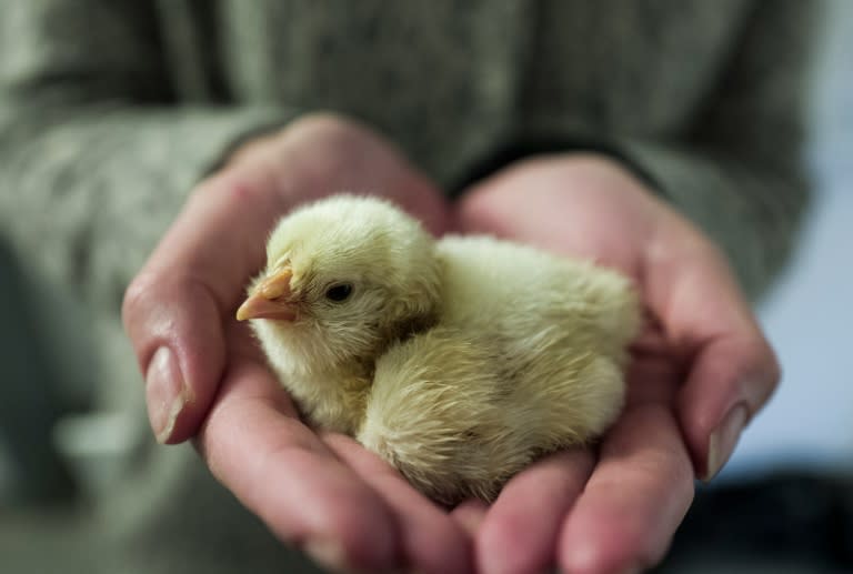 At Dresden's University Clinic, scientists are working to prevent mass culls of newborns by detecting the sex of chicks before they hatch