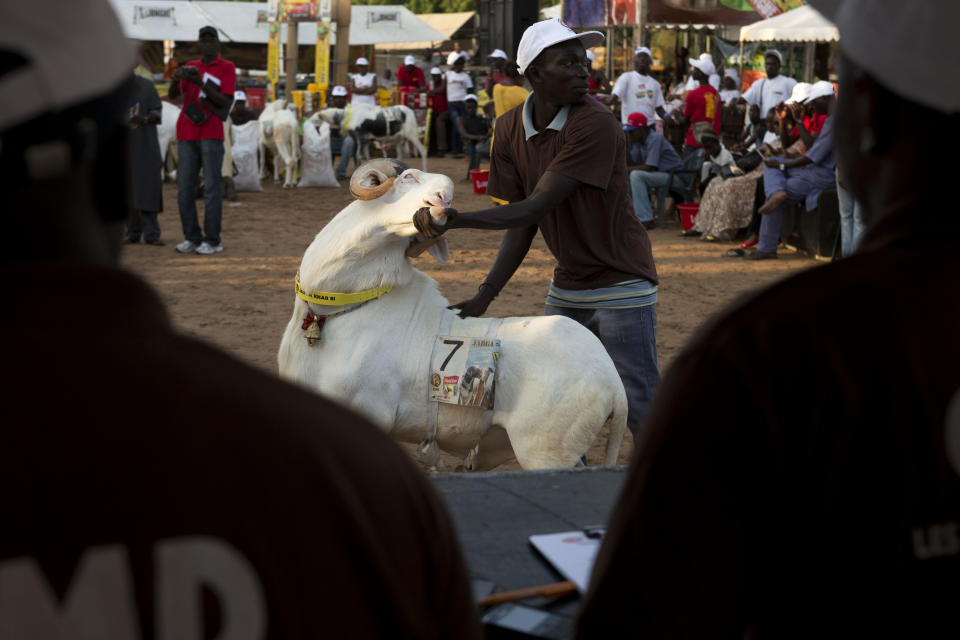 In this Saturday, Oct. 6, 2012 photo, Dogo Ndiaye displays ram Papis General for the panel of four judges, in the Fann area regional final of the Khar Bii competition, in Dakar, Senegal. In a nation where sheep are given names and kept inside homes as companion animals, the most popular show on television is "Khar Bii," or literally, "This Sheep" in the local Wolof language. It's an American Idol-style nationwide search for Senegal's most perfect specimen ahead of the Eid al-Adha festival, known locally as Tabaski. (AP Photo/Rebecca Blackwell)