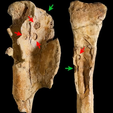 The bones of Saltriovenator bear bites (green arrows) and other feeding marks (red arrows) produced by fish and other marine creatures - Credit: Giovanni Bindellini/SWNS