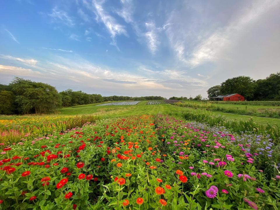 A field of zinnias in bloom at PepperHarrow, a flower farm located in Madison County.