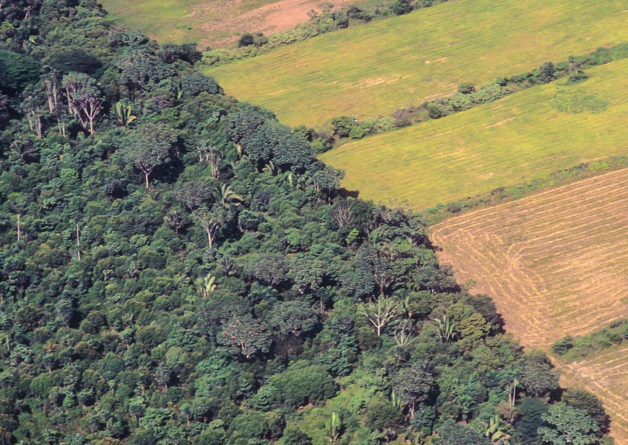 Soya bean plantations next to the original forest of the Amazon (Getty Images/iStockphoto)