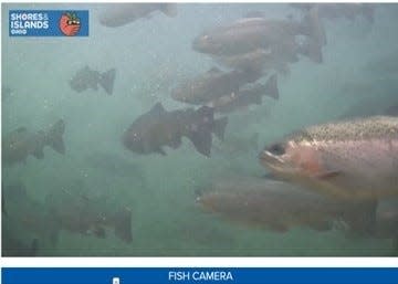 A view of the new underwater camera debuted by Shores & Islands Ohio located at the Castalia State Fish Hatchery.