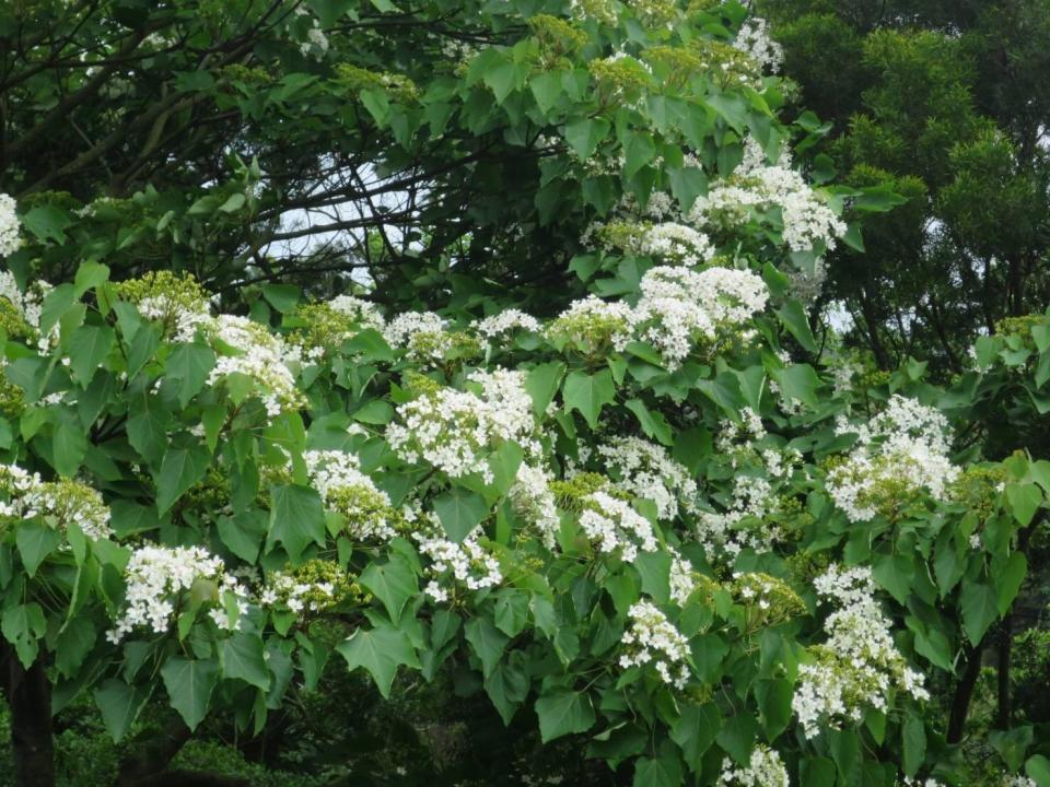 水里油桐隨處可見，可一窺客庄情懷。　圖：董于安／攝