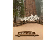 CORRECTS DATE TO THURSDAY, SEPT. 16 - This photo provided by the Southern Area Blue Incident Management Team on Thursday, Sept. 16, 2021, shows the giant sequoia known as the General Sherman Tree with its base wrapped in a fire-resistant blanket to protect it from the intense heat of approaching wildfires at Sequoia National Forest in California. (Southern Area Blue Incident Management Team via AP)