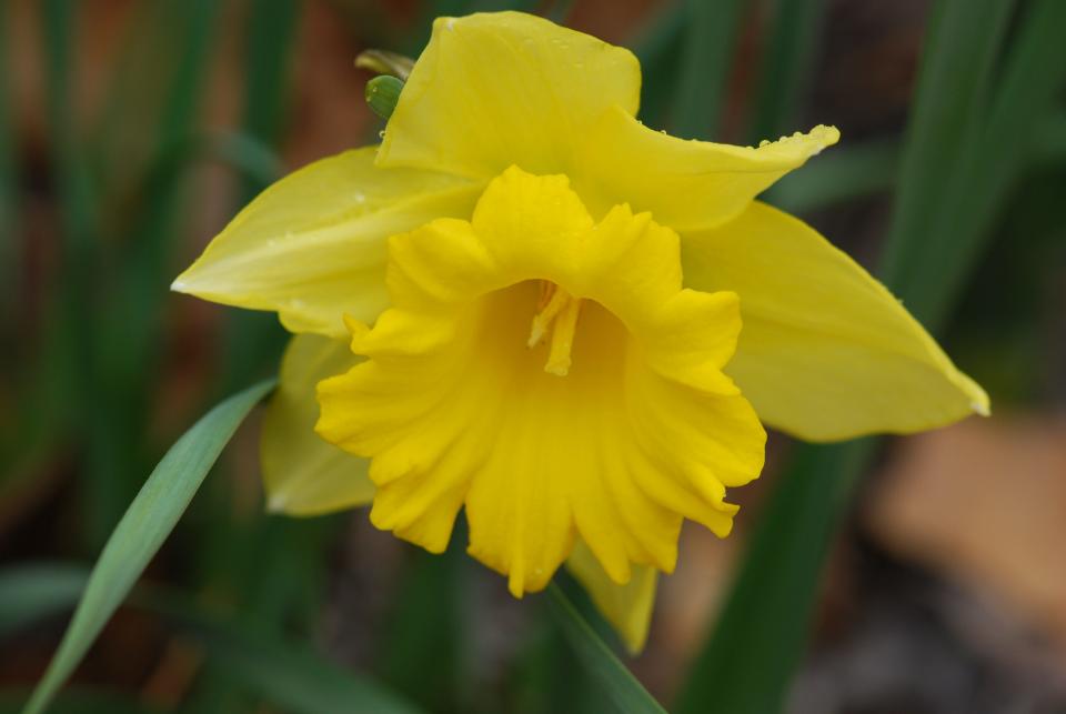 The “Carlton” daffodil blooms well in Leon County.
