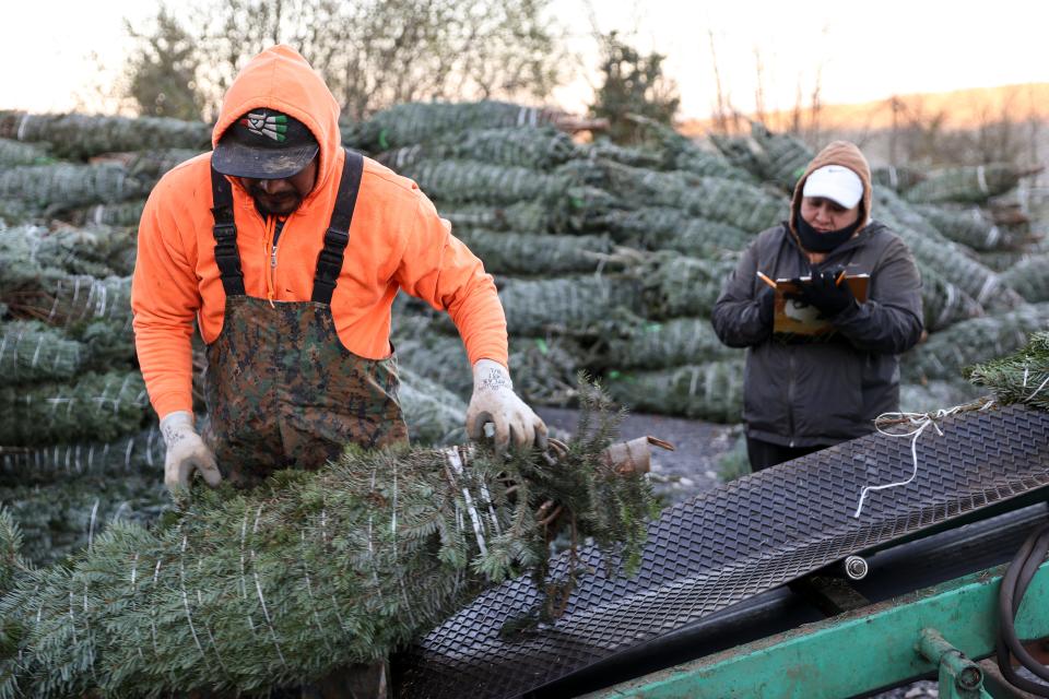 José Ramos y Griselda Castillo trabajan para cargar árboles de Navidad en Silver Bells Christmas Trees en Silverton, Oregon, el martes 15 de noviembre de 2022.