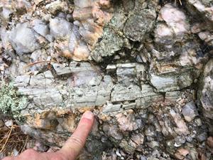 Spodumene Crystal in situ at the Helen Beryl deposit - photo credit to Christopher Wentzell