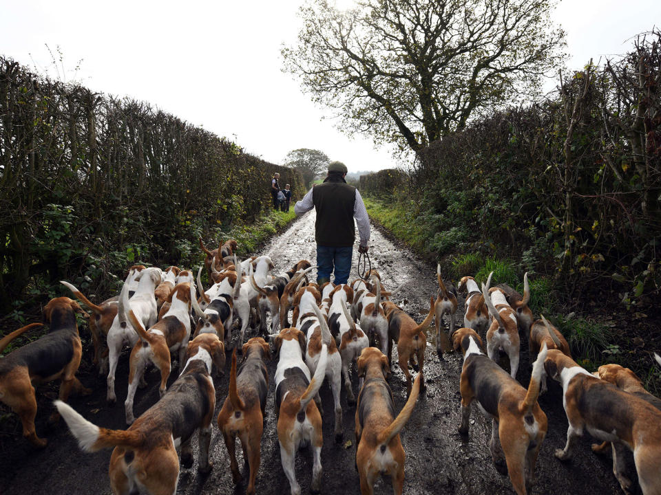 Trail hunting was taken up by many countryside groups with the introduction of the fox-hunting ban: Getty