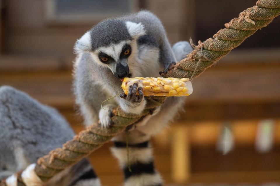 園區最呆萌的環尾狐猴看到最愛的玉米變成冰棒，愛不釋手的舔著，享受冰涼的消暑美食。（六福村提供）