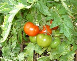 veggies_tomatoes