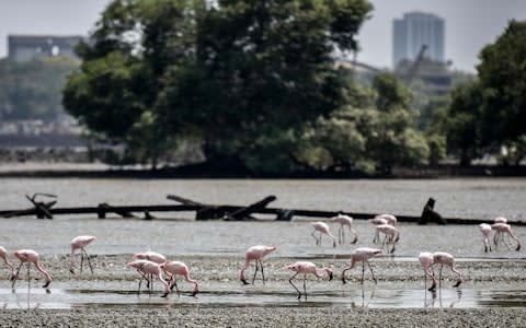 Sewri Jetty - Credit: 2017 Hindustan Times /Hindustan Times