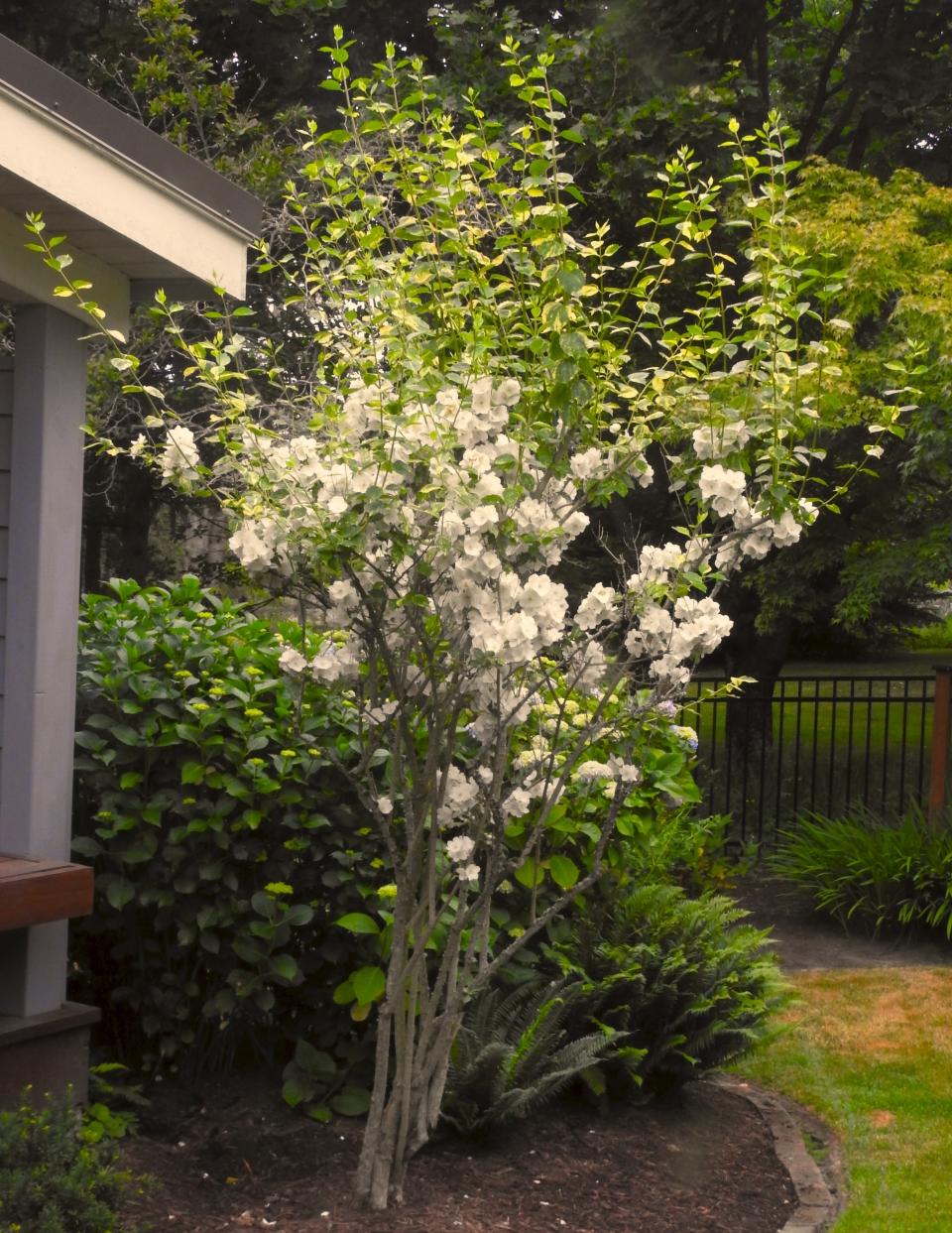 This June 23, 2019 photo taken in a yard near Langley, Wash., shows the results of an improperly timed pruning job. Deciduous trees and shrubs should be pruned in the spring, before they leaf. It would have reduced the height of this shrub and eliminated the new growth that's without any blooms. (Dean Fosdick via AP)