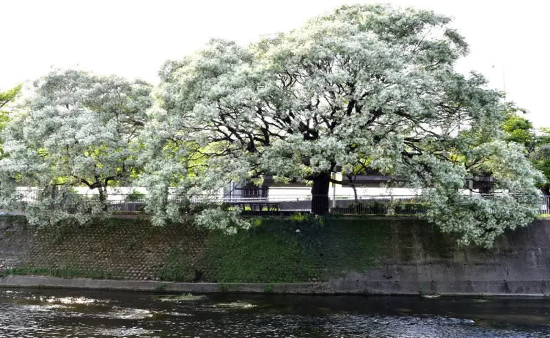 ▲台中市潮洋溪畔有罕見的白花苦楝樹。（資料畫面／台中市政府提供，2024.03.26）