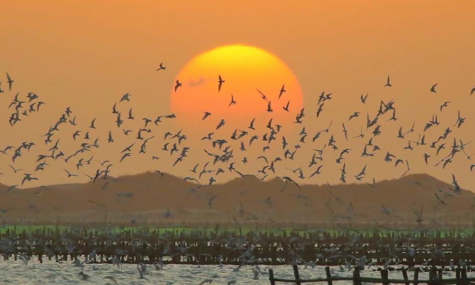 台江的黑腹燕鷗與夕陽
(Photo via Wikimedia, by YCCHEN TW, License: CC BY-SA 4.0，圖片來源：https://commons.wikimedia.org/wiki/File:Taijiang_National_Part_Yi-Cheng,_Chen_555594031.jpg)
